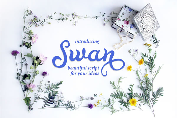 Swan Font Review: A Fluid Script for Elegant Brand Identity